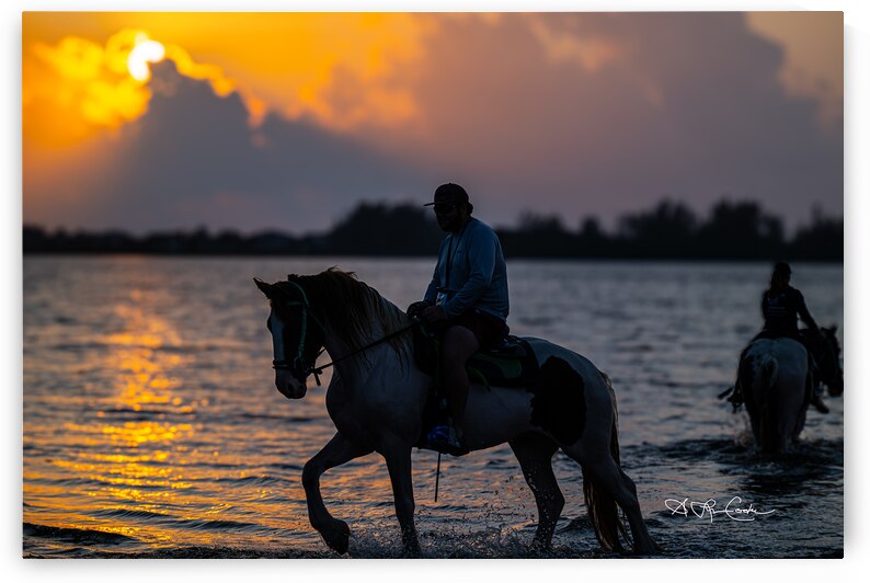 BZ9 8418 Enhanced NR by Susan Lynn Cooke