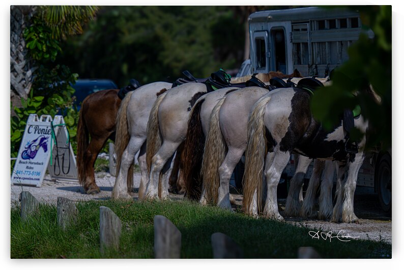 BZ9 8106 Enhanced NR by Susan Lynn Cooke