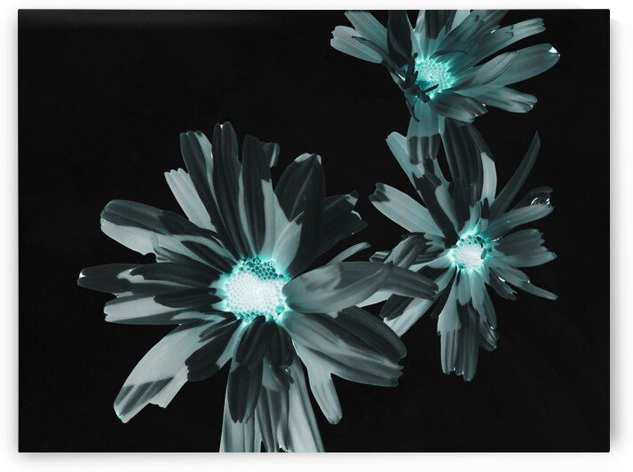 Abstract Glowing Daises on a Dark Background by Catriona Roberts Nature Photography and Designs