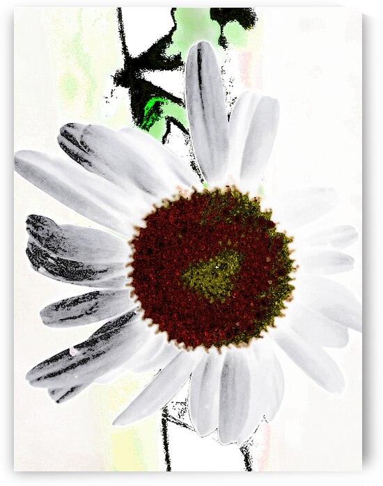  Abstract Textured Daisy  by Catriona Roberts Nature Photography and Designs