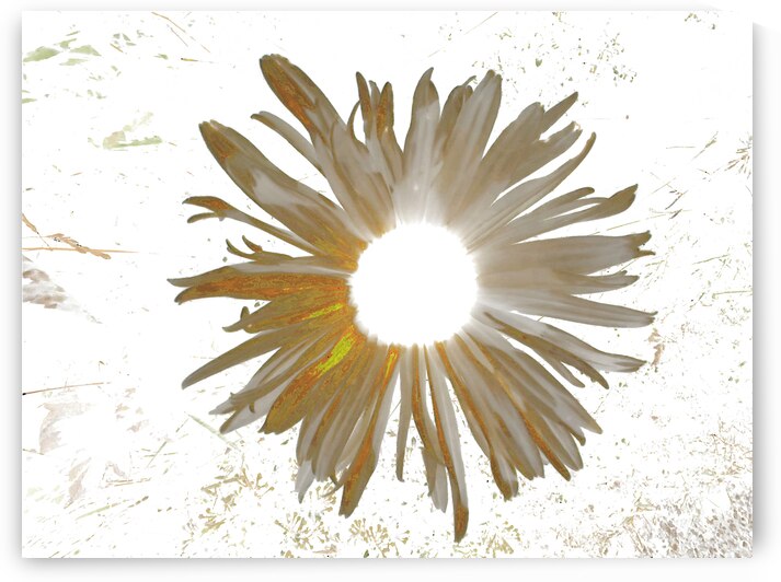 Abstract Daisy Light Star by Catriona Roberts Nature Photography and Designs