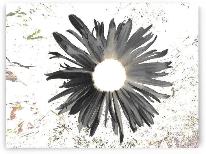 Abstract Dark Daisy Star Light by Catriona Roberts Nature Photography and Designs
