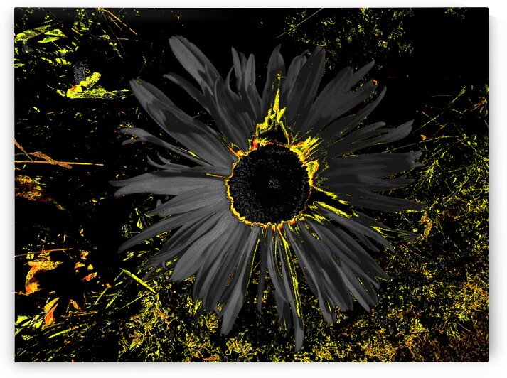 Abstract Dark Daisy by Catriona Roberts Nature Photography and Designs