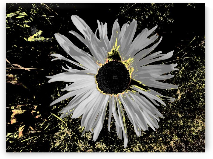 Abstract Daisy on a Mottled Green Background  by Catriona Roberts Nature Photography and Designs