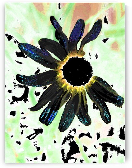 Abstract Black Daisy by Catriona Roberts Nature Photography and Designs