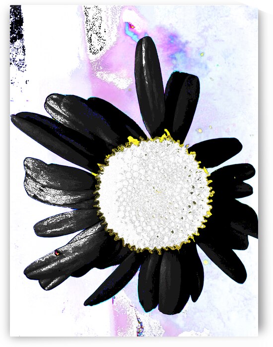 Abstract Daisy with Black Petals  by Catriona Roberts Nature Photography and Designs