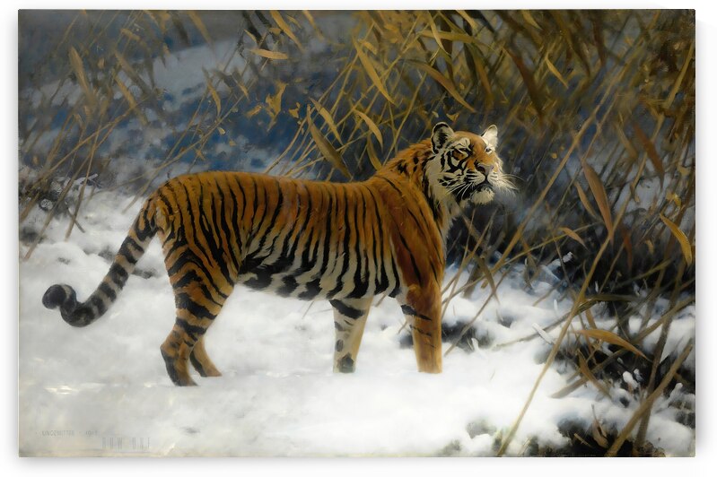 A Tiger Prowling In The Snow 1912  by Row One Brand