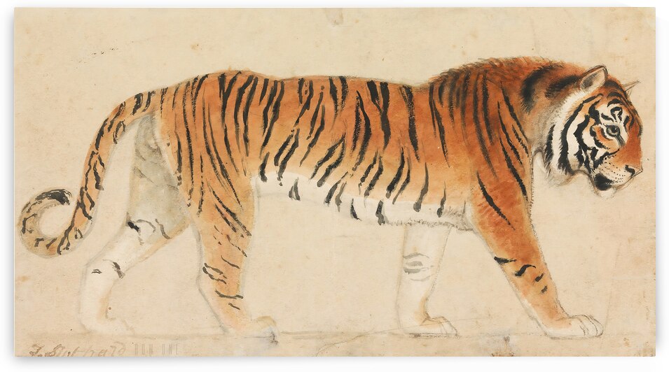 A Tiger by Artist Thomas Stothard by Row One Brand