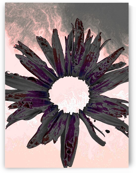 Abstract Fiery Daisy Muted Background by Catriona Roberts Nature Photography and Designs