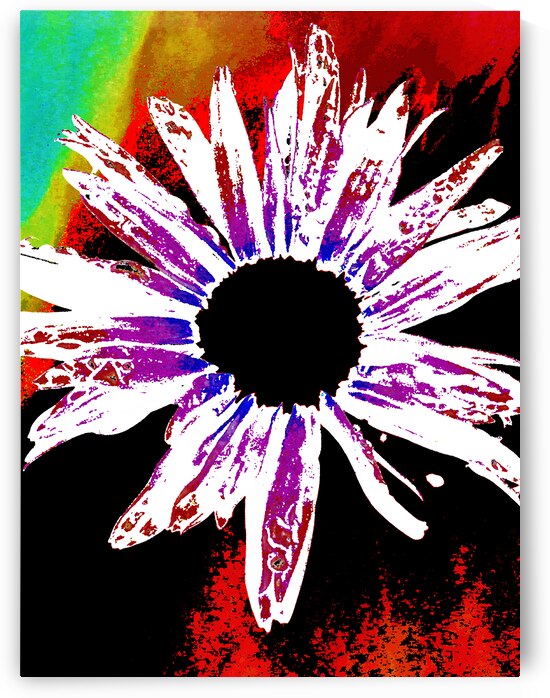 Abstract Daisy Black Centre by Catriona Roberts Nature Photography and Designs