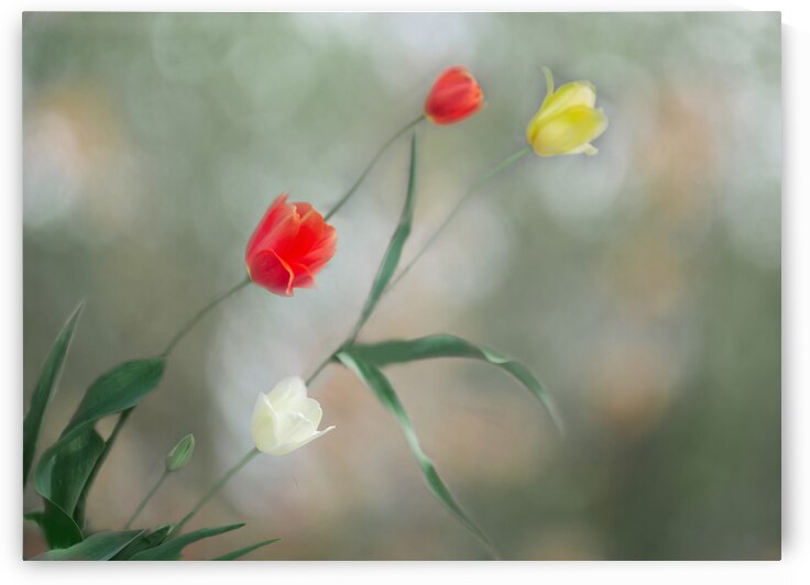 Tulip Dancers by Joan Han
