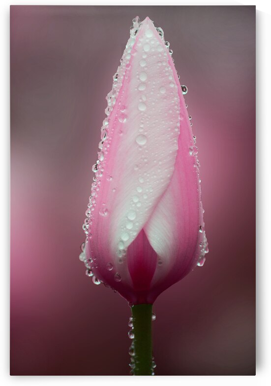 Pink Tulip with Rain Drops by Joan Han