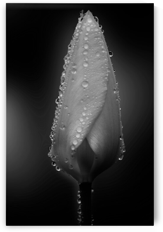 Tulip with Rain Drops Black and White by Joan Han