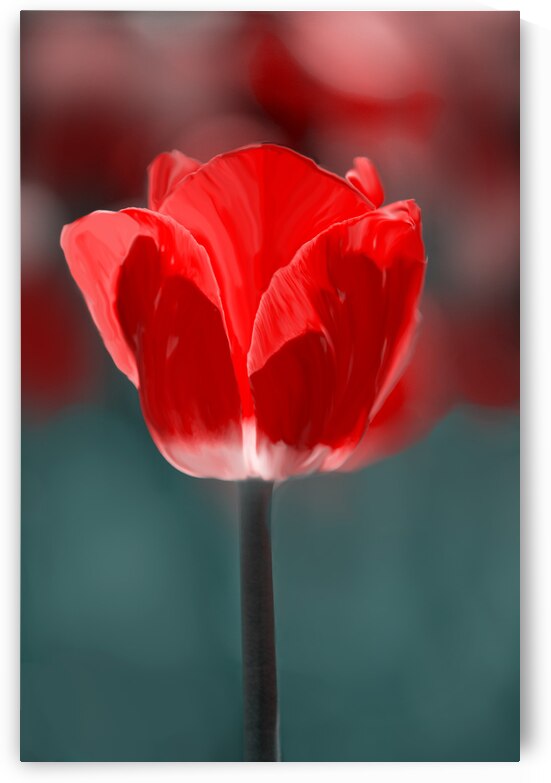 Red Tulip III by Joan Han