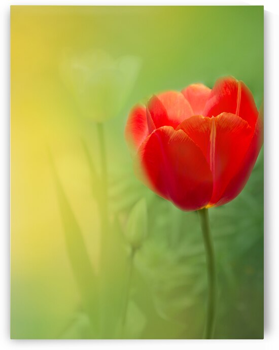 Red and White Tulips I by Joan Han