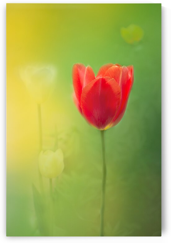 Red and White Tulips by Joan Han