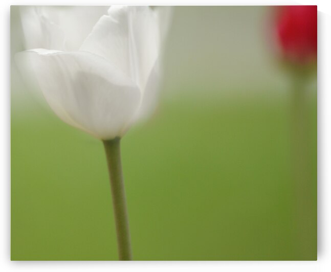 White and Red Tulips by Joan Han