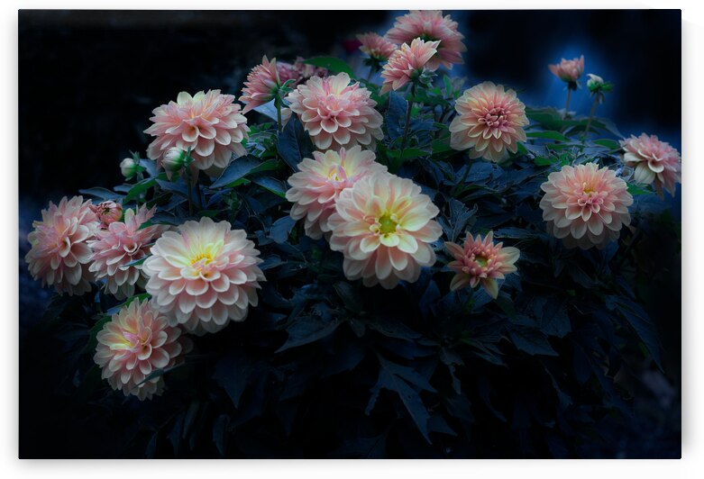 Glorious Pink Dahlias by Joan Han
