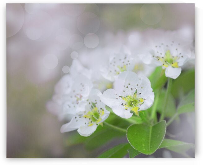 Pear Blossoms I by Joan Han