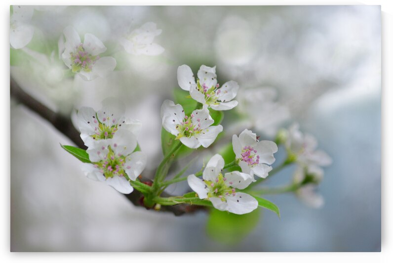 Pear Blossoms III by Joan Han