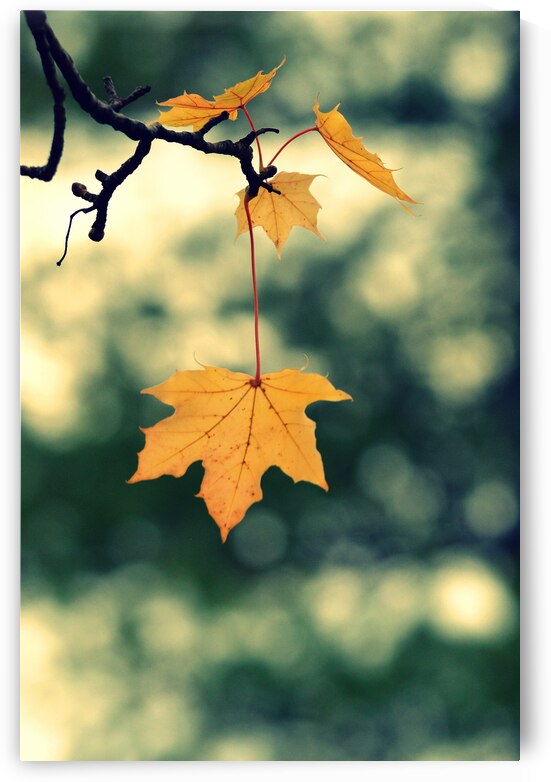 Golden Leaves  by Joan Han