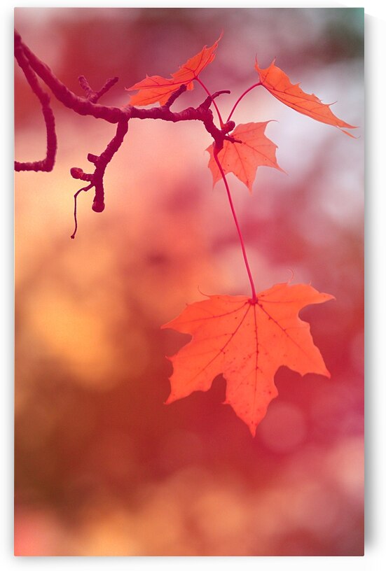 Golden Leaves I by Joan Han