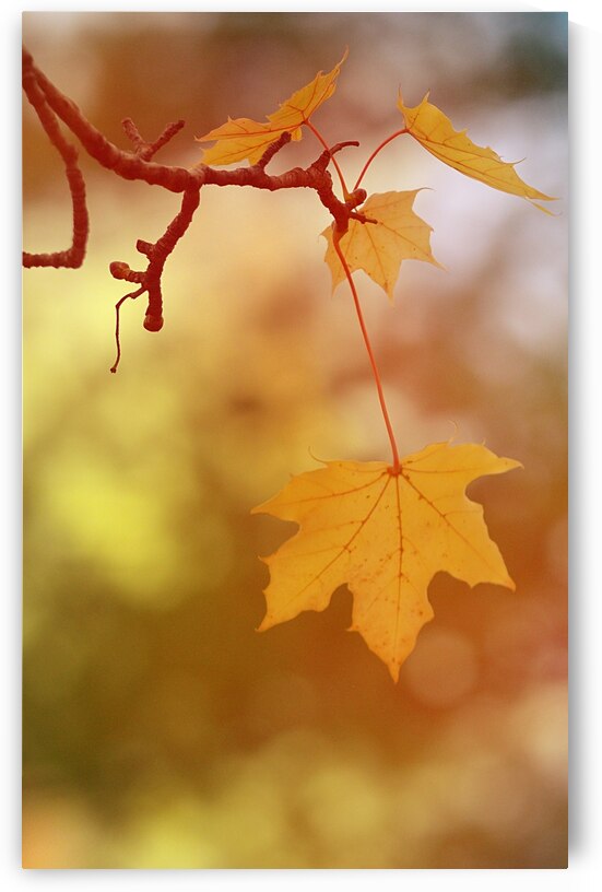 Golden Leaves II by Joan Han