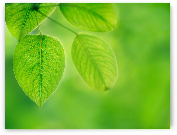 Pear Leaves by Joan Han