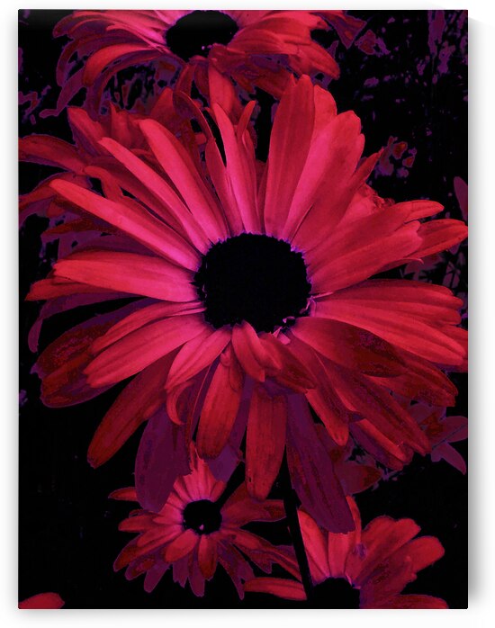 Abstract Vivid Daises  by Catriona Roberts Nature Photography and Designs