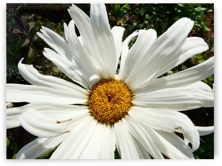 Daisy Bloom in the Garden by Catriona Roberts Nature Photography and Designs