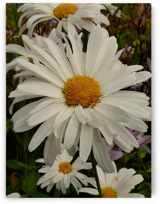 Daises Close Up by Catriona Roberts Nature Photography and Designs