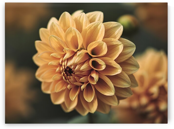beautiful orange single dahlia flower by Fieraru Elena