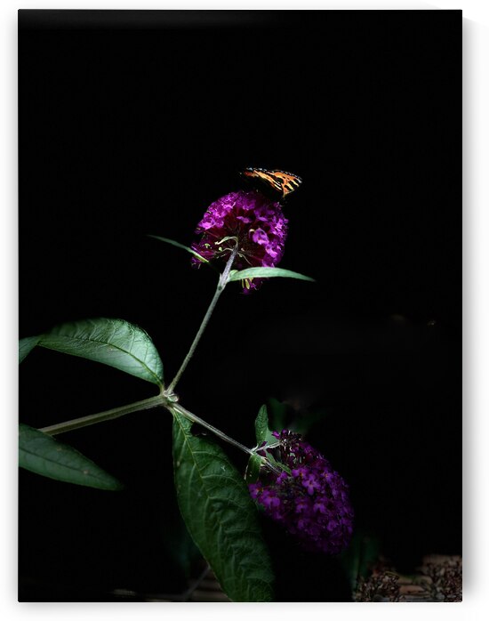 Butterfly in the Darkness by Catriona Roberts Nature Photography and Designs