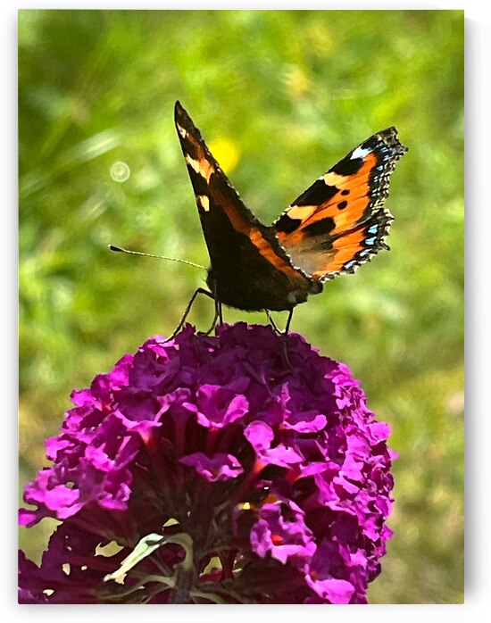 Summer Butterfly on a Butterfly Bush by Catriona Roberts Nature Photography and Designs