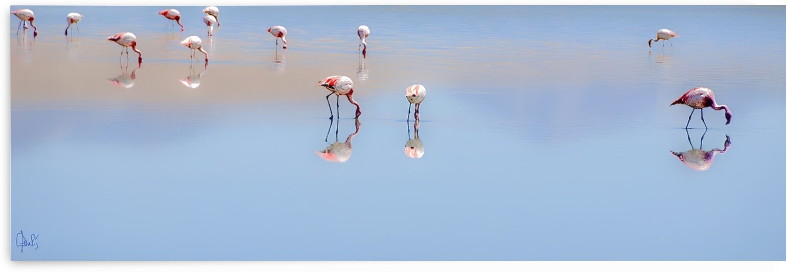 Flamands Bolivie by Claire Poulin