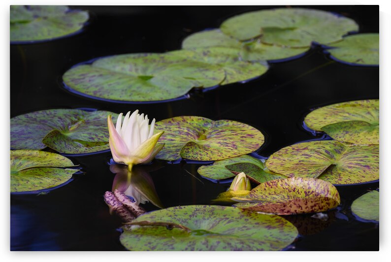 Lilly in the Morning by Images By Jon Evan