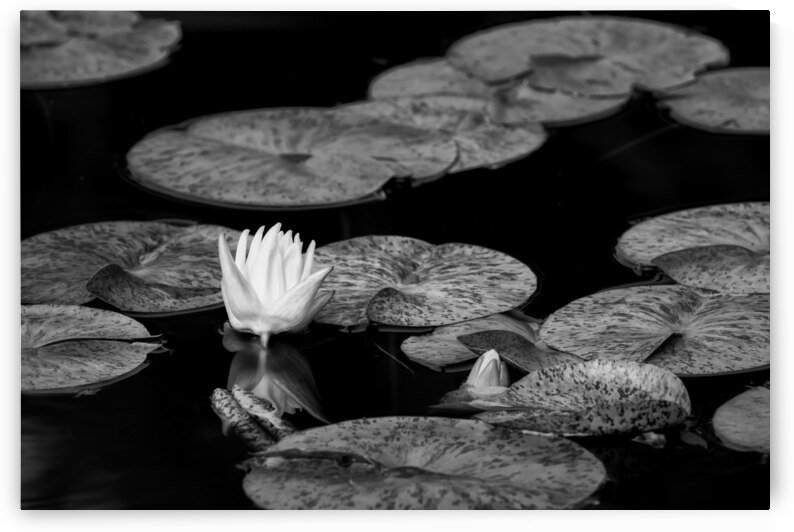 Lilly in the Morning II by Images By Jon Evan