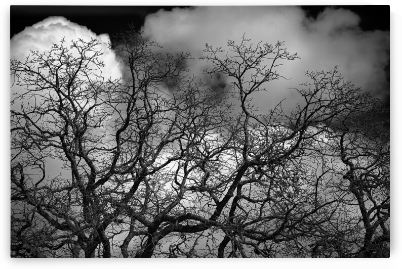 Crawford Oak by Malcolm Cutchin Photography