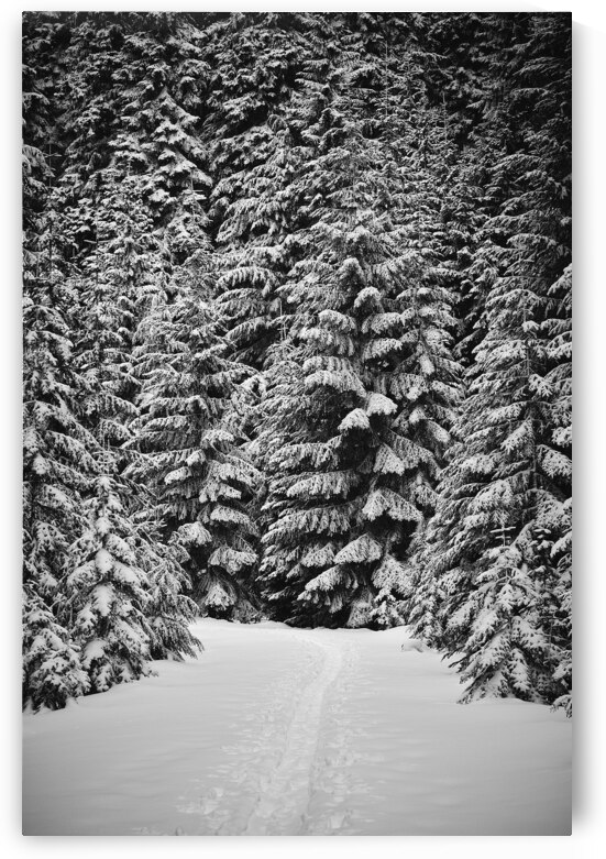 Snowshoe Trail [2] by Malcolm Cutchin Photography
