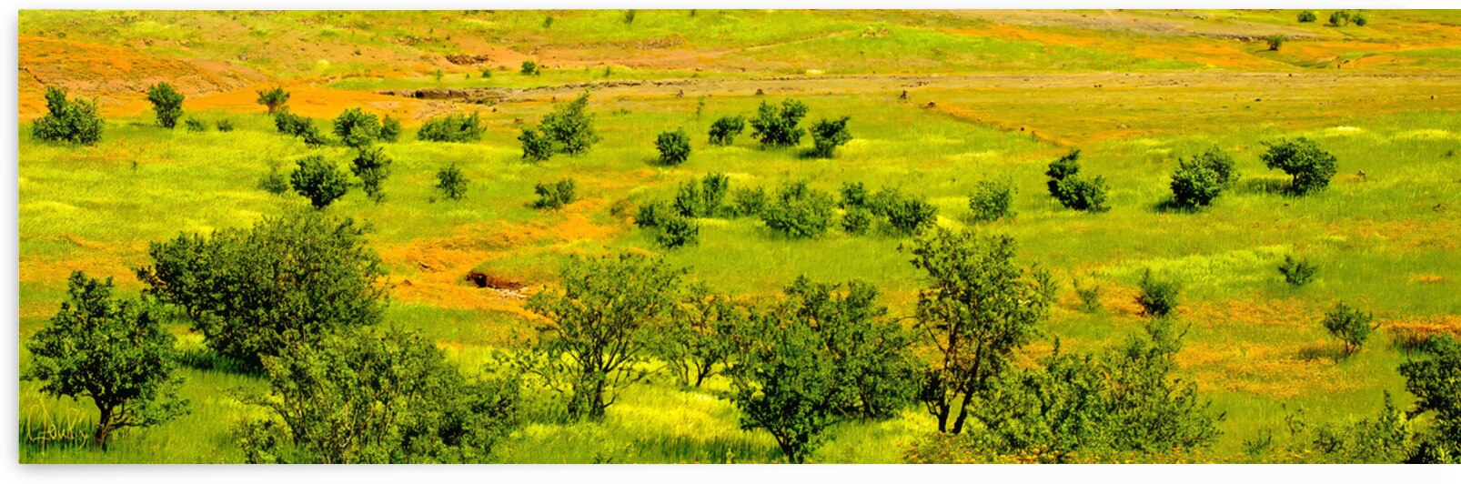 Printemps marocain by Claire Poulin