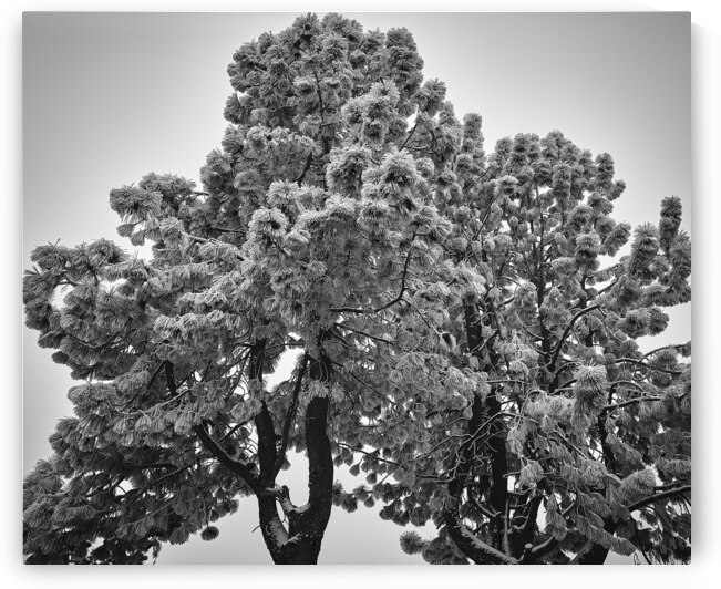 Frozen Fog on Ponderosa Pines by Malcolm Cutchin Photography