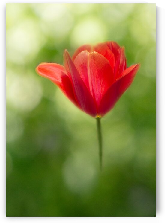 Red Tulip IV by Joan Han