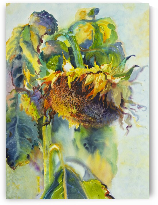 Sunflower Sunflowers  by Samira Yanushkova