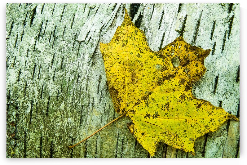 Jaune by Claire Poulin