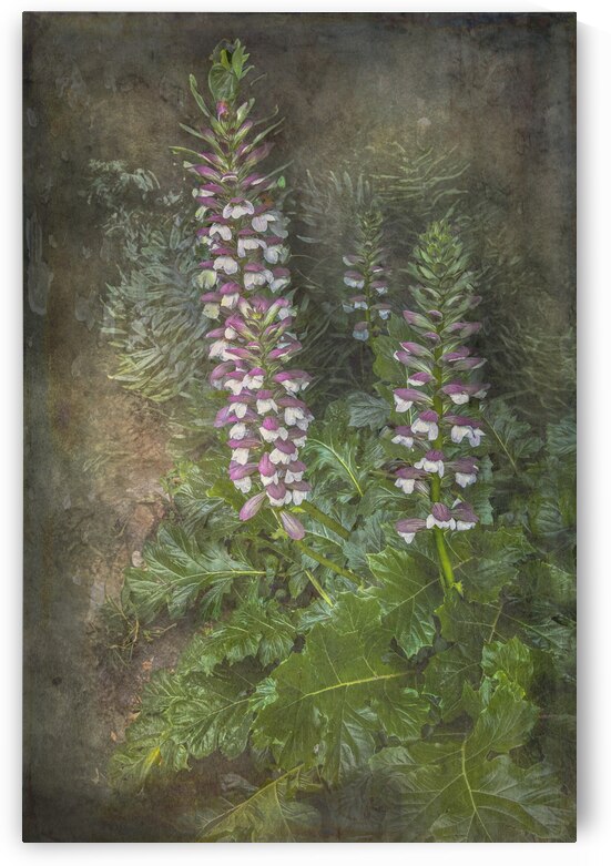 Romantic French Normandy Bears Britches Flower by Norma Brandsberg Photography