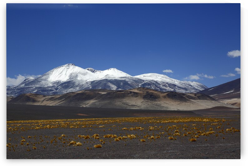 Ojos del Salado volcano and puna vegetation Chile by Magical Andes Photography