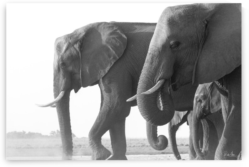 Dusty Dinner by Rob Allen Photography