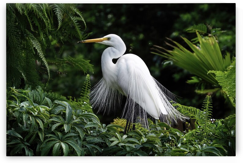 Great White Egret by Shelia Hunt Photography