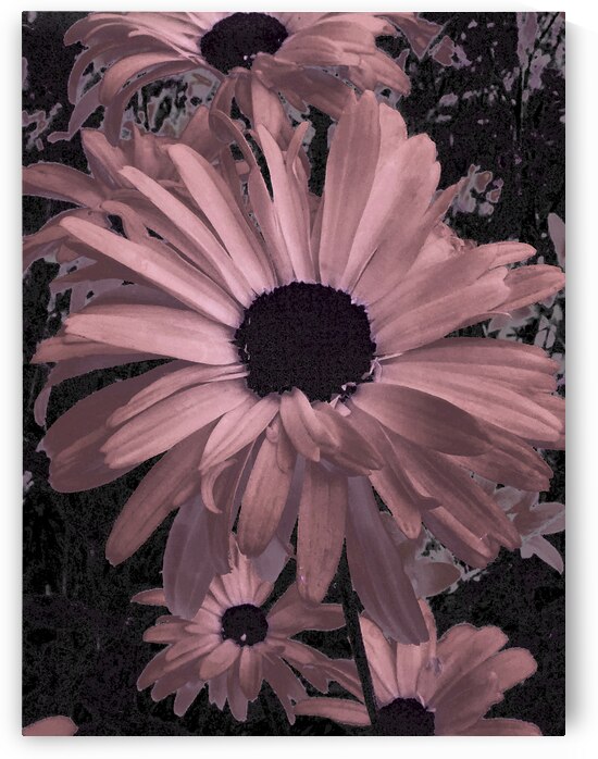 Abstract Reddy Pink Daisy Flowers by Catriona Roberts Nature Photography and Designs