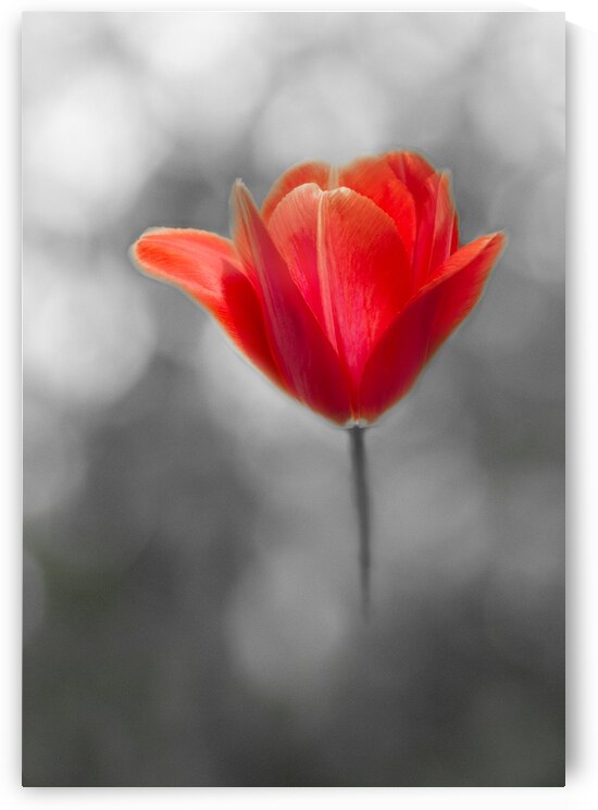  Red Tulip IV on Black and White by Joan Han